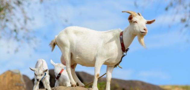 ÙØ¯Ø© Ø­ÙÙ Ø§ÙÙØ¹Ø¬Ø© - ÙÙØ¶ÙØ¹